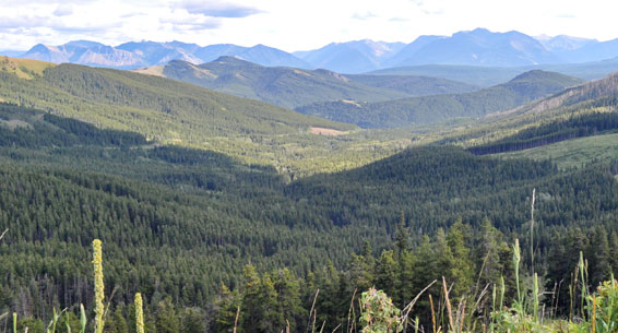 Crowsnest Pass Herald Front Page